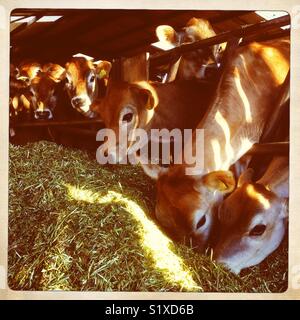Jersey cows eating grass silage, Jersey, Channel Islands, United Kingdom Stock Photo