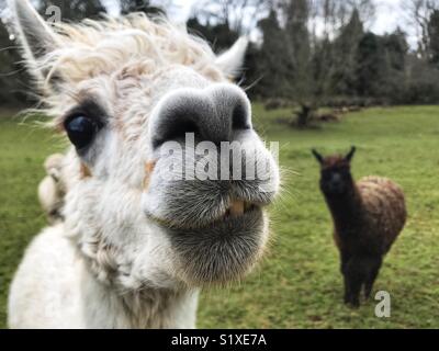 White alpaca close-up with brown alpaca in the background Stock Photo