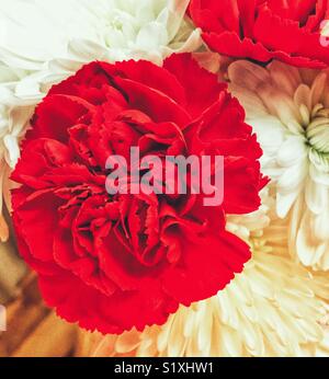 Red carnations and white chrysanthemums (mums) and white dahlias Stock Photo