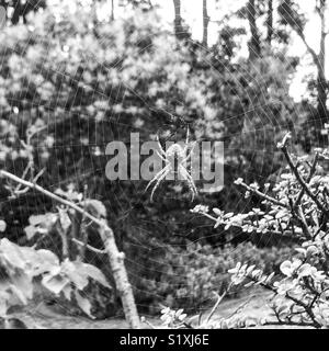 Black and white photo of spider in middle of web in garden, Melbourne, Australia Stock Photo