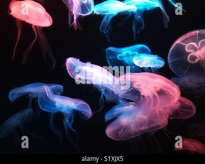 Colorful jelly fish swimming in tank Stock Photo