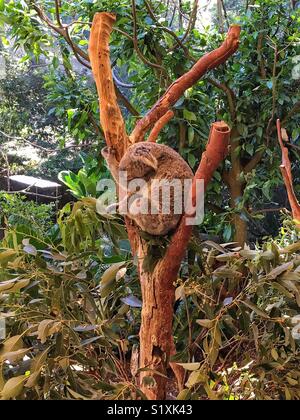 Sleepy koala in a tree Stock Photo