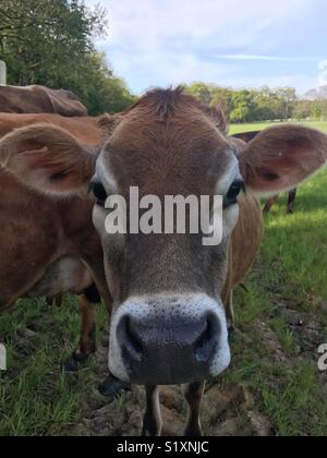 Jersey cow. Stock Photo