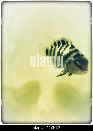 Convict cichlid. Tropical fish. Amatitlania nigrofasciata Stock Photo