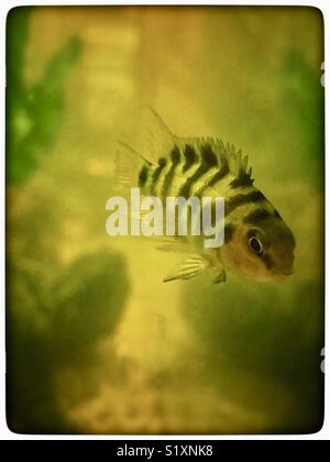 Convict cichlid tropical fish. Stock Photo
