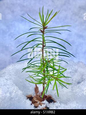 Douglas Fir tree seedling growing up through snow, Seattle Stock Photo