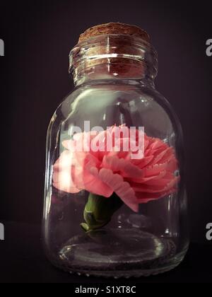 A pink carnation flower in a bottle.