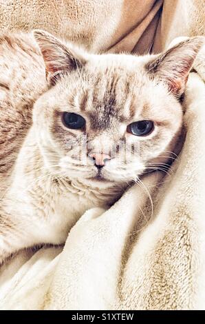 Portrait of lynx point Siamese on tan blanket Stock Photo