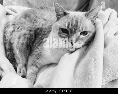 Portrait of lynx point Siamese on white blanket Stock Photo