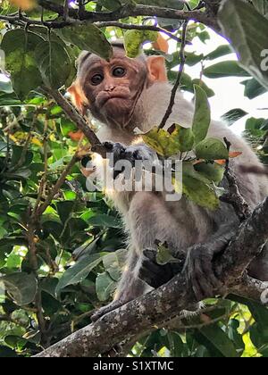 A Bonnet Macaque monkey in India Stock Photo