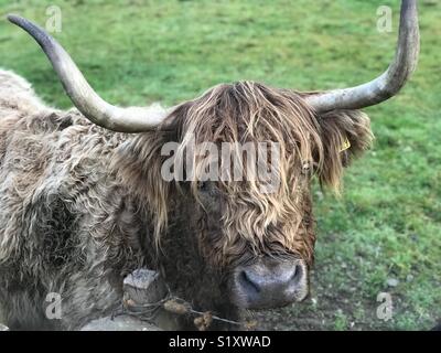 Beautiful close up of Highland cow in field next to Stirling Castle, Scotland Stock Photo