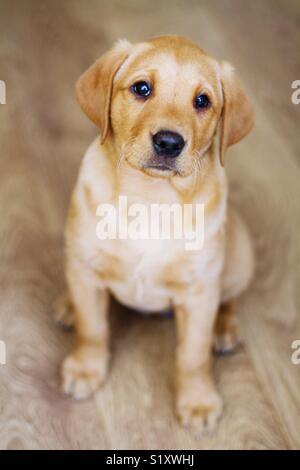 A cute yellow Labrador retriever puppy sitting indoors on a wooden floor and looking at the camera Stock Photo