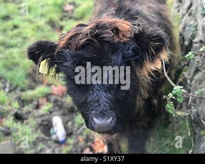 Close up of baby Highland cow with tagged ear in Stirling Scotland Stock Photo