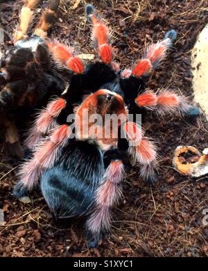 Mexican fire leg tarantula Stock Photo