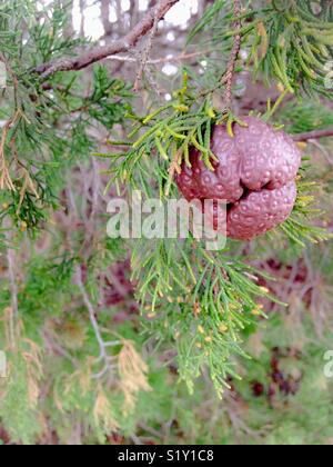 Gymnosporangium juniperi-virginianae - gall caused by Cedar apple rust Stock Photo