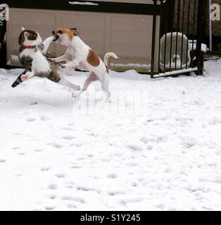 Action shot of angus and Gretel playing in the snow Stock Photo