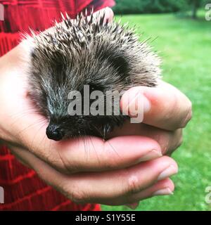 Small hedgehog found in domestic garden near Peel Forest, New Zealand. Stock Photo