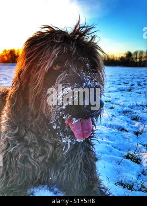 Black Labradoodle dog with snow on its snout sitting, panting with its back to a setting sun in a snow covered park during the February snowfall of winter 2018 Stock Photo