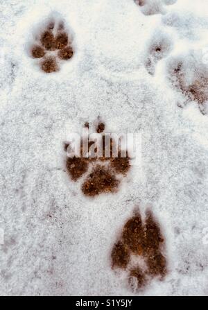 Dog paw prints in snow Stock Photo