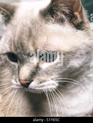 Portrait of lynx point Siamese looking downwards Stock Photo