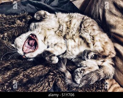 Cat upside down and yawning Stock Photo