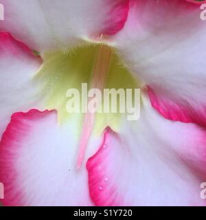 Close up of frangipani flower stamen and petals pink white and yellow abstract image Stock Photo