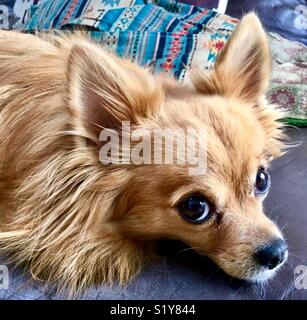 Pomeranian Puppy Stock Photo