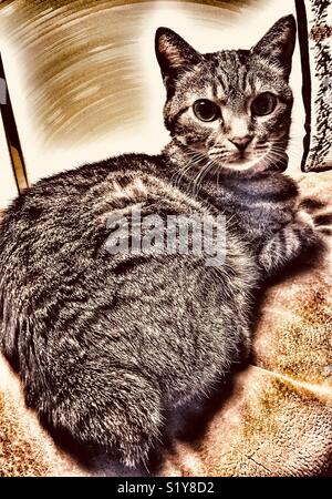 Bobtail tabby cat with dramatic lighting effect Stock Photo