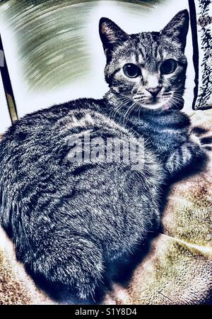 Bobtail tabby cat with dramatic lighting effect Stock Photo