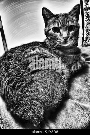 Bobtail tabby cat with dramatic lighting effect Stock Photo