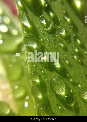 Droplets on hyacinth leave. Stock Photo