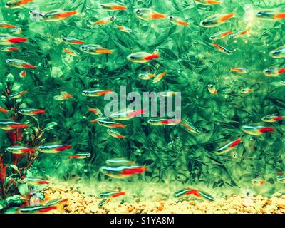 Neon tetras swimming in aquarium against green background Stock Photo