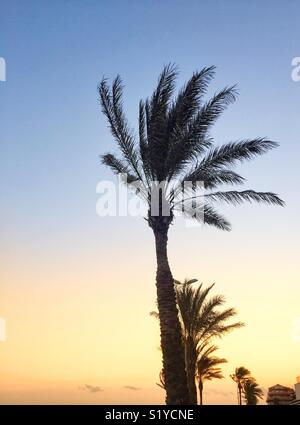 Palm trees silhouetted against a colourful sky Stock Photo