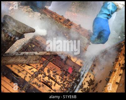 Beekeepers and honey bees on the hive, Catalonia, Spain. Stock Photo