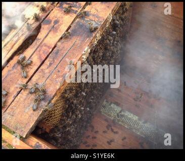Honey bees on the hive, Catalonia, Spain. Stock Photo