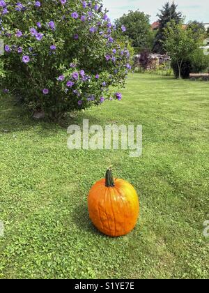 In the foreground of the first harvested pumpkin season. In the background a nice violet Hibiscus Shrub Stock Photo