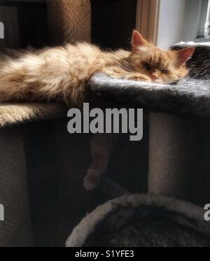 Long haired orange cat sleeping across two cat trees with one leg hanging between Stock Photo