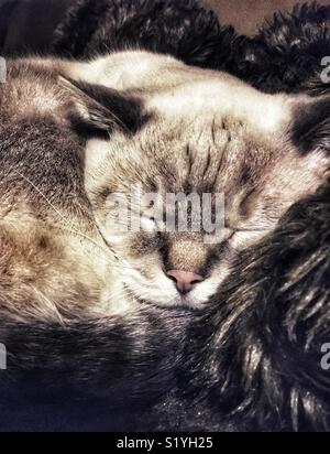 Lynx point Siamese cat taking a nap on faux fur blanket Stock Photo
