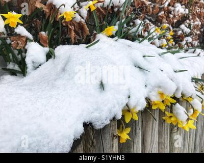 Daffodils covered in snow in Dorset, England, after a blizzard during so-called Beast from the East, March 2018 Stock Photo