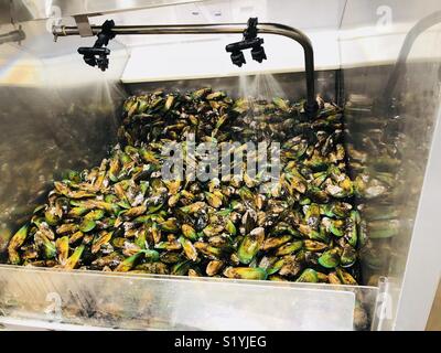 Green lipped mussels Stock Photo