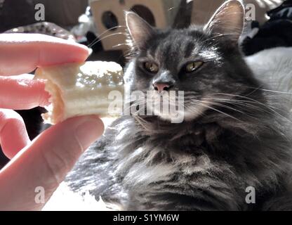 Cat banana side-eye. Stock Photo