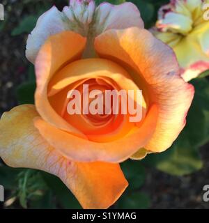 Rose in garden Stock Photo