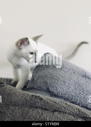 Siamese on a sofa Stock Photo