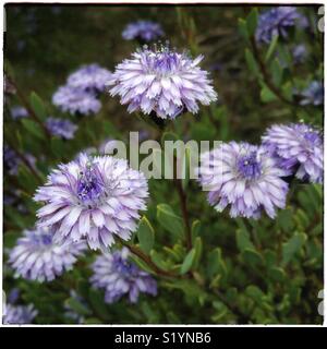 Globularia (Globularia alypum l.), a Mediterranean wildflower with many medicinal properties. Stock Photo
