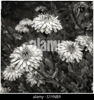 Globularia (Globularia alypum l.), a Mediterranean wildflower with many medicinal properties. Stock Photo