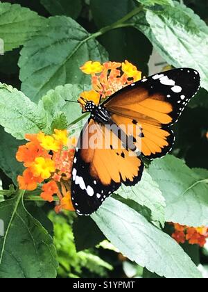 African monarch butterfly Stock Photo