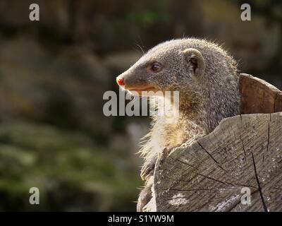 Close-up of a mongooses. The head is in the profile to see. The mongooses look to the left side. To the left there is a free space for text Stock Photo