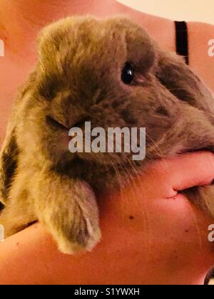 Young Blue Tort colored Holland Lop rabbit being held by girl Stock Photo