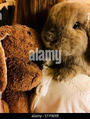 Blue Tort Holland Lop dwarf rabbit being introduced to stuffed toy rabbit Stock Photo
