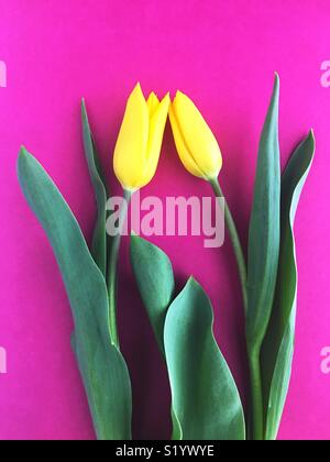 Two yellow tulips. Stock Photo